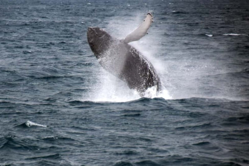 Reykjavik: Whale Watching Express - Key Points You’ll Care About