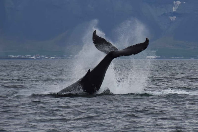 Reykjavik: Whale Watching Express - Your Guide’s Whale Story: What You’ll Actually Hear