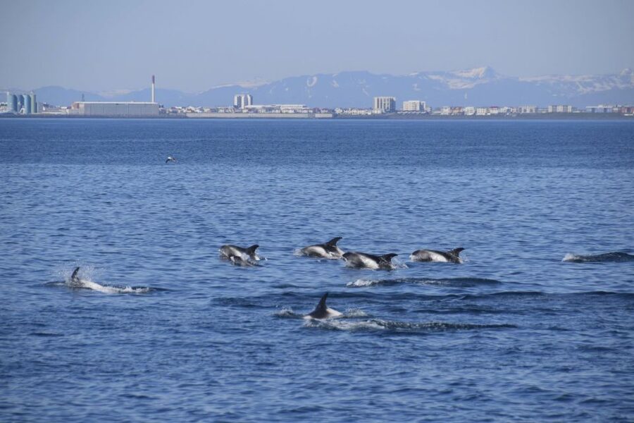 Reykjavik: Whale Watching Express - What You’ll See (And What You Might Miss)