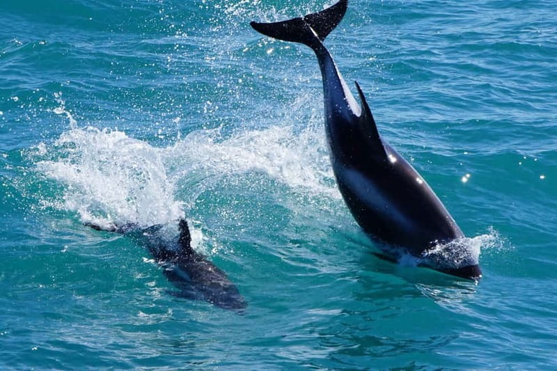 Reykjavik: Whale Watching Express - Weather, Choppy Water, and Motion-Sickness Help