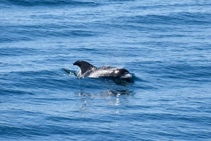 Reykjavik: Whale Watching Express - Should You Book Whale Watching Express?