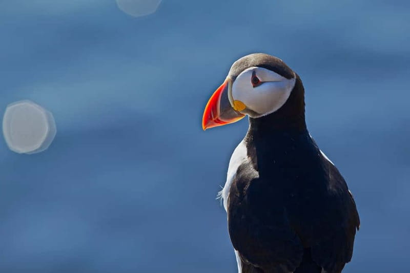 Reykjavik: Whales and Puffins Express Cruise Combo Tour - Key highlights worth clocking before you book