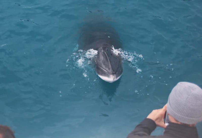 Reykjavik: Whales and Puffins Express Cruise Combo Tour - Should you book it?