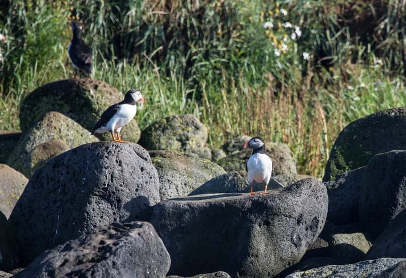 Reykjavik: Whales and Puffins Express Cruise Combo Tour - The timing puzzle: which departure order makes the most sense?