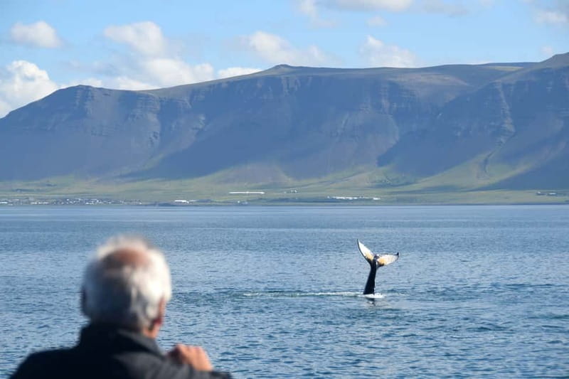 Reykjavik: Whales and Puffins Express Cruise Combo Tour - What you should realistically expect to see