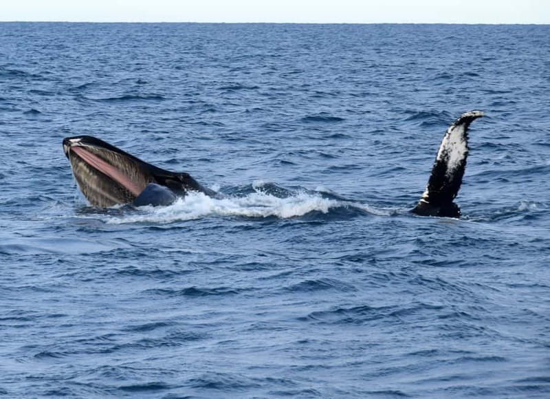 Reykjavik: Whales and Puffins Express Cruise Combo Tour - Price and value: is $148 a good deal?
