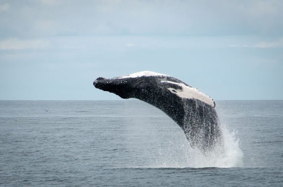 Reykjavik: Whales and Puffins Express Cruise Combo Tour - What to bring so you enjoy every minute