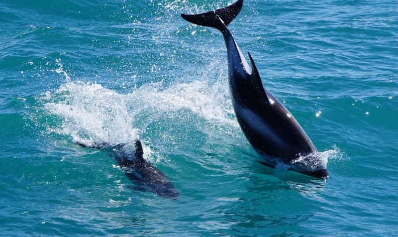 Reykjavik: Whales and Puffins Express Cruise Combo Tour - Who should book this Reykjavík whales and puffins combo