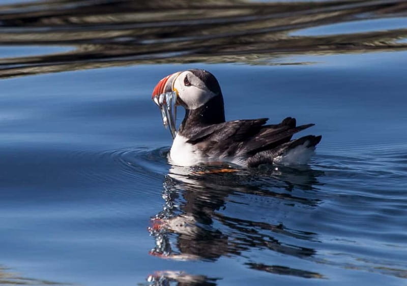 Reykjavik: Whales and Puffins Express Cruise Combo Tour - Old Skuli Puffin Express: getting close without freezing