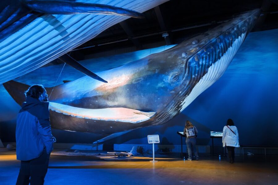 Reykjavik: Whales of Iceland Museum Entrance Ticket - Key points to know before you go