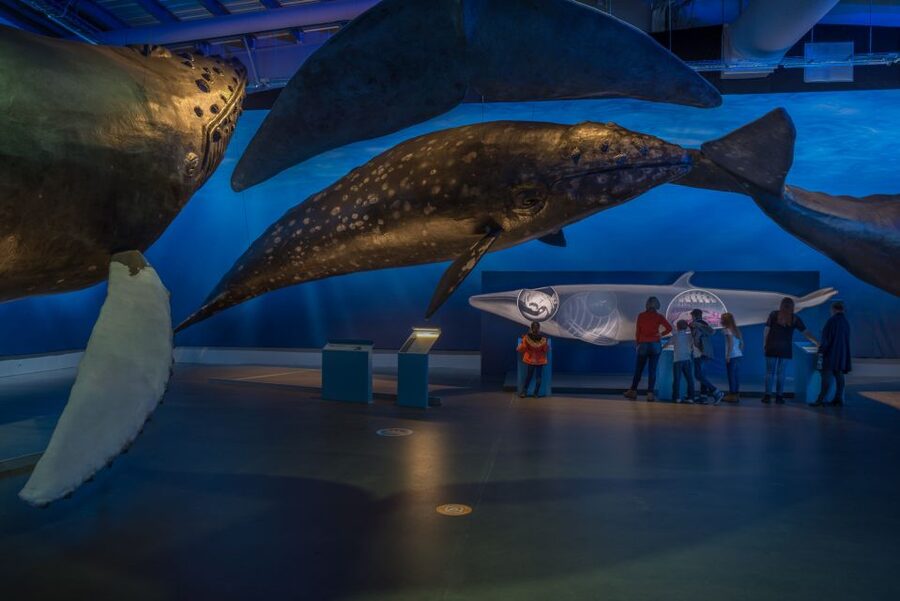 Reykjavik: Whales of Iceland Museum Entrance Ticket - Who this museum suits best