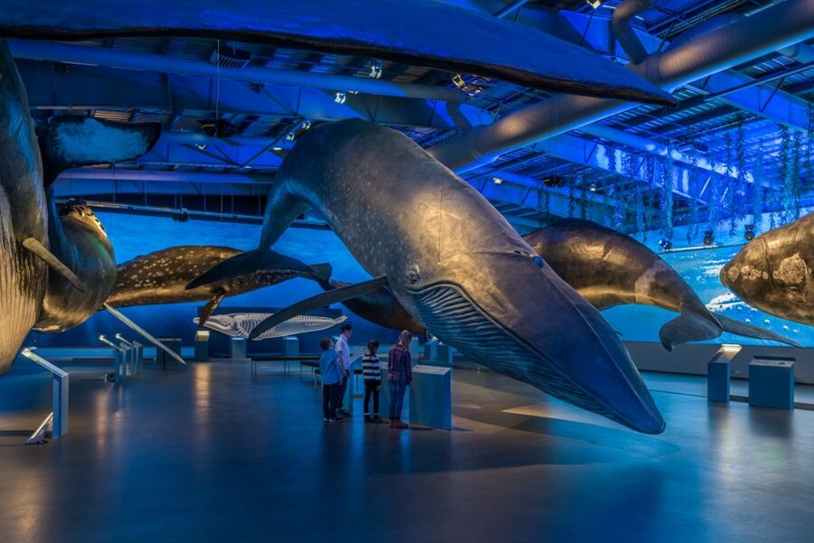Reykjavik: Whales of Iceland Museum Entrance Ticket - Interactive exhibits that turn whale biology into hands-on understanding