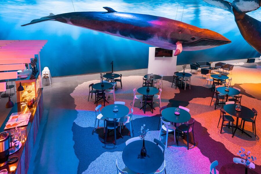 Reykjavik: Whales of Iceland Museum Entrance Ticket - Fin Whale Theatre: included documentaries that change the tone of the visit