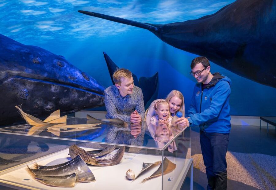 Reykjavik: Whales of Iceland Museum Entrance Ticket - Price and value: what $34 gets you in the real world