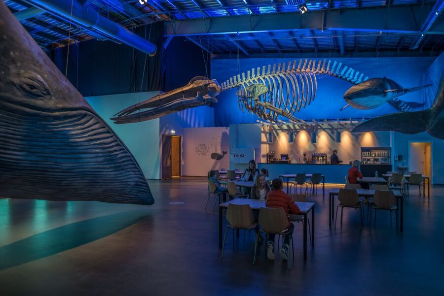 Reykjavik: Whales of Iceland Museum Entrance Ticket - Where to eat and what to do afterward