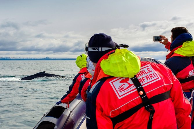 RIB Whale Watching Small-Group Boat Tour from Reykjavik - Old Harbour start: why a small RIB works so well