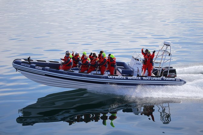 RIB Whale Watching Small-Group Boat Tour from Reykjavik - Whale time in Faxaflöi Bay: why sea-level viewing feels different