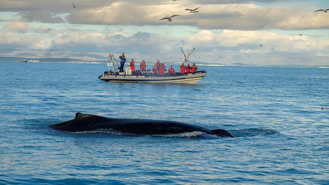 RIB Whale Watching Small-Group Boat Tour from Reykjavik - The return sweep: Reykjavík from the water, Harpa and Sun Voyager