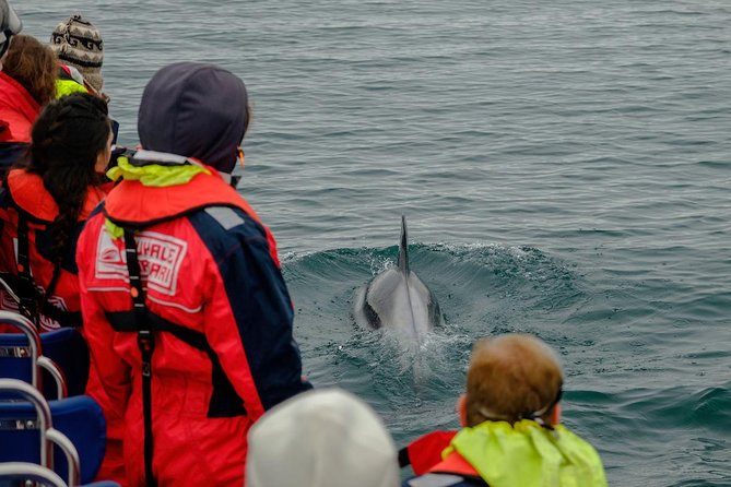 RIB Whale Watching Small-Group Boat Tour from Reykjavik - Price and value: is $208.09 worth it?