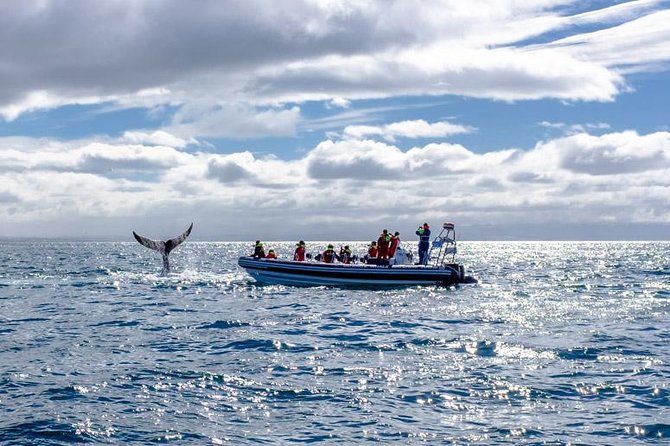RIB Whale Watching Small-Group Boat Tour from Reykjavik - When this tour is a great fit (and when it isn’t)