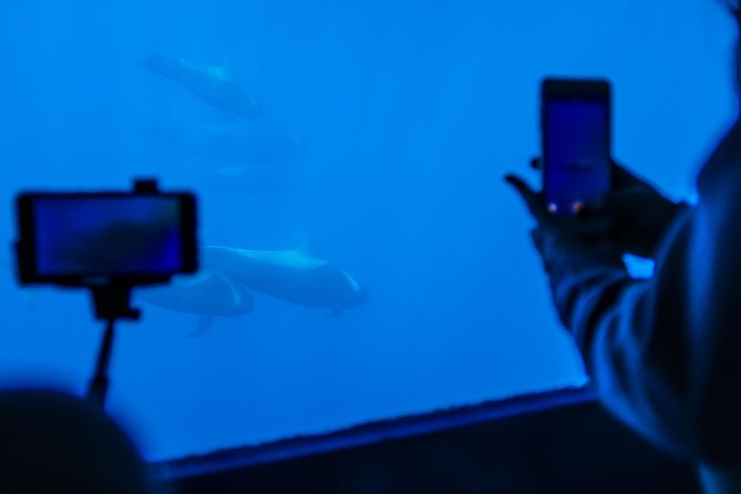Royal Delfin - 2Hour Sustainable Dolphin & Whale Watching Mini Cruise - Underwater Submarine Vision with 16 windows: how to use it well