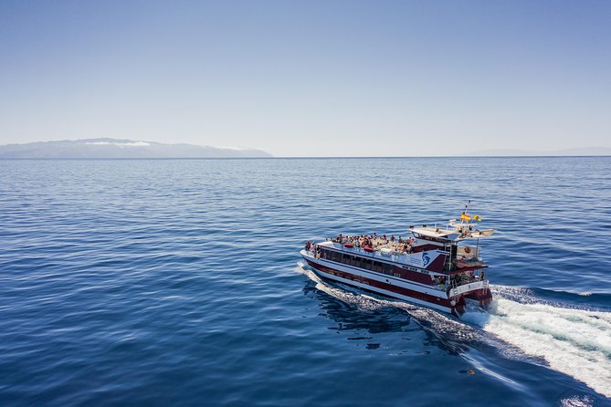 Royal Delfin 3H Dolphin & Whale Watching! Swimming & Lunch! - Why This Catamaran Trip Feels Different Than “Just a Boat Ride”