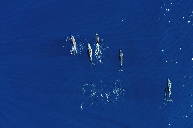 Royal Delfin 3H Dolphin & Whale Watching! Swimming & Lunch! - Lunch and Drinks on Board: More Than a Food Stop