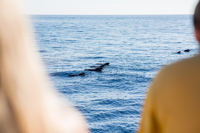 Royal Delfin 3H Dolphin & Whale Watching! Swimming & Lunch! - Swimming at Diego Hernández Bay: Fun, But Manage the Crowd