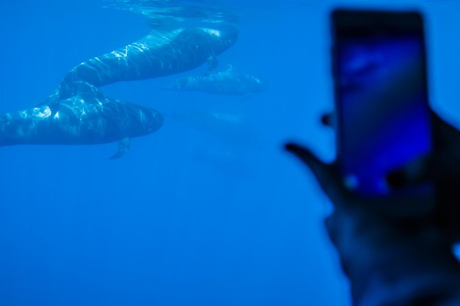 Royal Delfin 3H Dolphin & Whale Watching! Swimming & Lunch! - Crowds and Deck Access: How to Get Better Views Without Fighting for Them