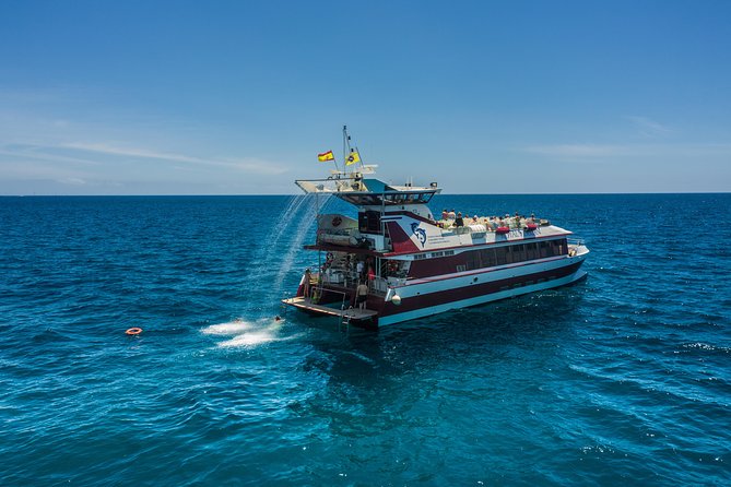 Royal Delfin 3H Dolphin & Whale Watching! Swimming & Lunch! - Price and Value: Is $60.15 Worth It?
