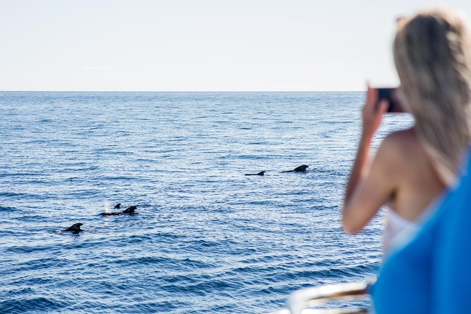 Royal Delfin 3H Dolphin & Whale Watching! Swimming & Lunch! - Who This Tour Suits Best (And Who Should Rethink It)