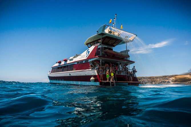 Royal Delfin 3H Dolphin & Whale Watching! Swimming & Lunch! - Underwater Glass Windows: Your Best Bet When Sightings Move Fast