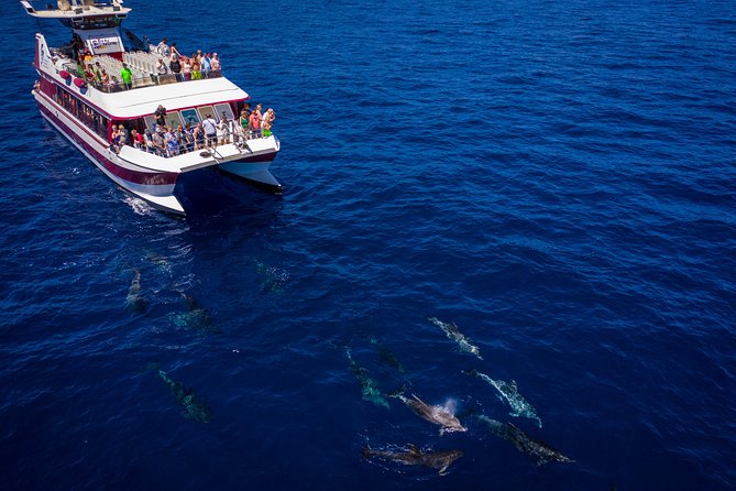 Royal Delfin - 4'5H Dolphin & Whale Watching - Los Gigantes Masca - Lunch & Swim - Should you book Royal Delfin? My decision guide for Tenerife