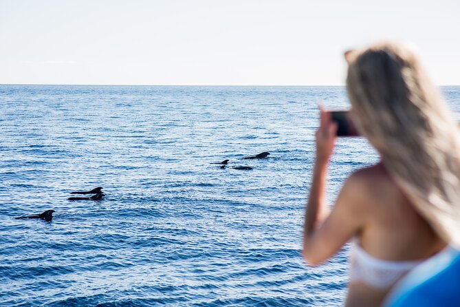 Royal Dolphin Whale watching excursion - Tenerife Whale Watching From Puerto Colón: getting to the catamaran