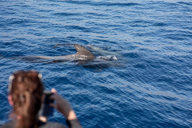 Royal Dolphin Whale watching excursion - Underwater windows and live views: how you actually spot dolphins and whales