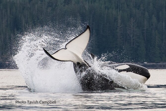 Salish Sea Whale Watching Tour in Campbell River - Why this Campbell River whale tour feels different
