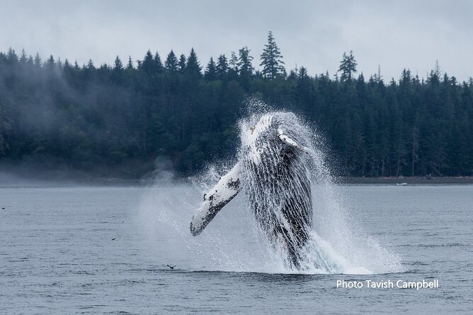 Salish Sea Whale Watching Tour in Campbell River - What you’re really hunting for: whales, dolphins, sea lions, and more