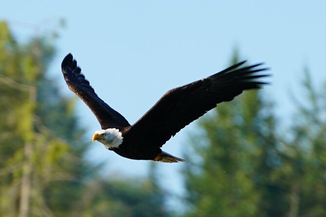 Salish Sea Whale Watching Tour in Campbell River - First Nations culture: learning while you watch the sea