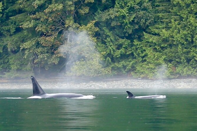 Salish Sea Whale Watching Tour in Campbell River - The boat time plan: what happens during those ~4 hours
