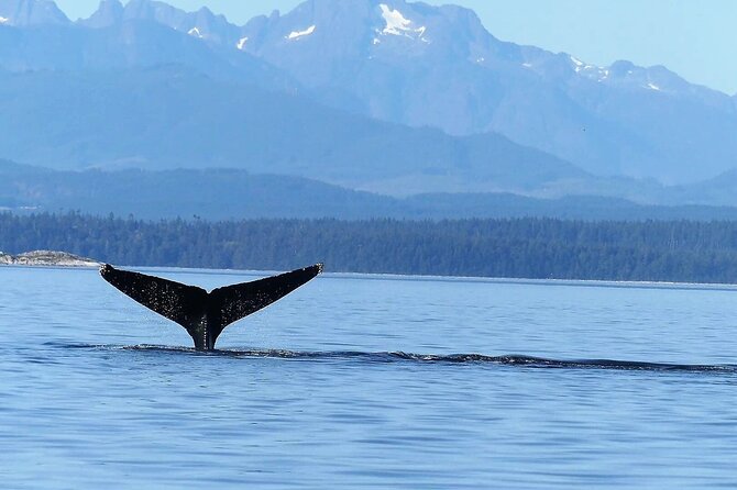 Salish Sea Whale Watching Tour in Campbell River - Price and value: is $204.65 worth it?