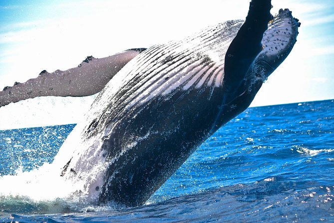 Samaná Whale Watching + Cayo Levantado (Bacardi Island). - Meeting Point, Timing, and How the Day Feels