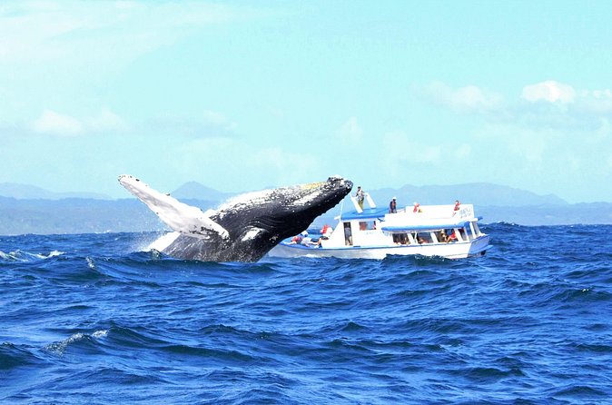 Samaná Whale Watching + Cayo Levantado (Bacardi Island). - Price and What You’re Getting for $65.00
