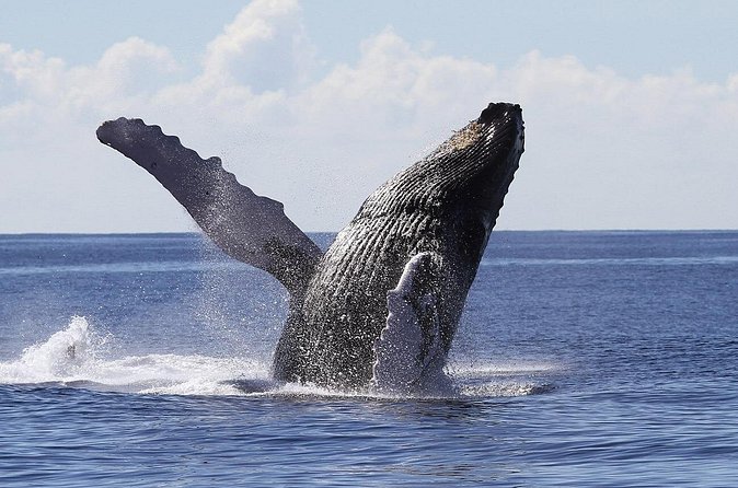 Samaná Whale Watching + Cayo Levantado (Bacardi Island). - Booking Adventures, Ballenas, and How to Use the Mobile Ticket