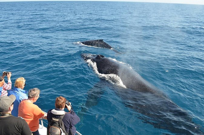 Samaná Whale Watching + Cayo Levantado (Bacardi Island). - Weather, Minimum Numbers, and the Real Odds of a Change