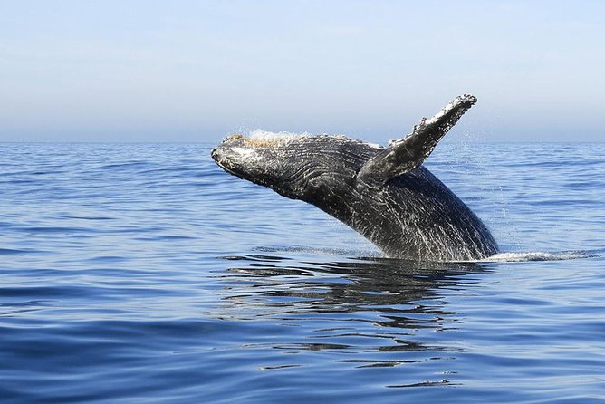 Samana Whale Watching + Cayo Levantado ( Bacardi Island) with Lunch by Locals - Samana Whale Watching off a Catamaran: the real payoff