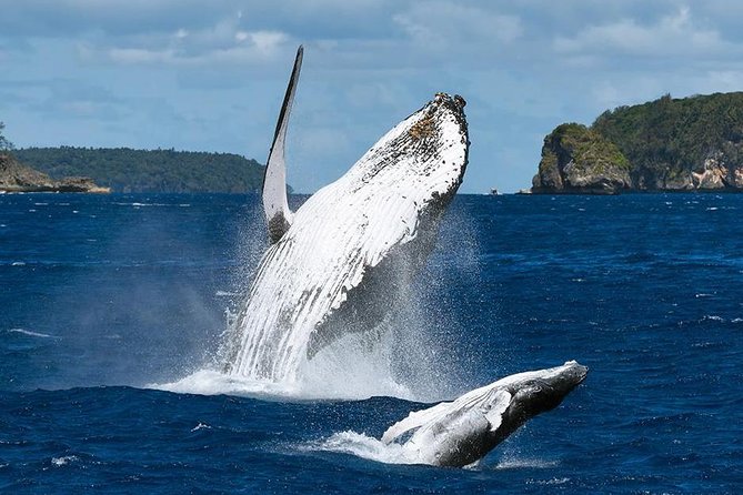 Samana Whale Watching + Cayo Levantado ( Bacardi Island) with Lunch by Locals - Lunch midday: included fuel for Cayo Levantado