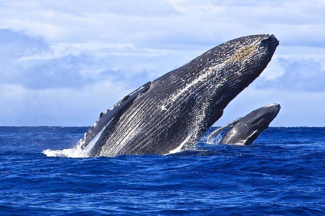 Samana Whale Watching + Cayo Levantado ( Bacardi Island) with Lunch by Locals - Cayo Levantado (Bacardi Island) after whale watching
