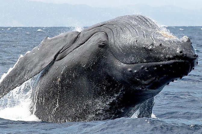 Samana Whale Watching + Cayo Levantado ( Bacardi Island) with Lunch by Locals - Catamaran and group size: why “max 20” matters