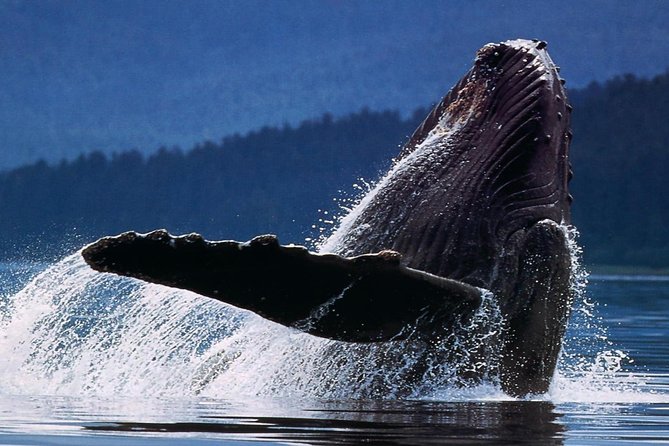 Samana Whale Watching + Cayo Levantado ( Bacardi Island) with Lunch by Locals - Price and value: is $65 a fair deal?