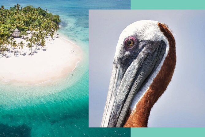 Samana Whale Watching + Cayo Levantado ( Bacardi Island) with Lunch by Locals - What the 2–4 hour whale-watching stretch feels like